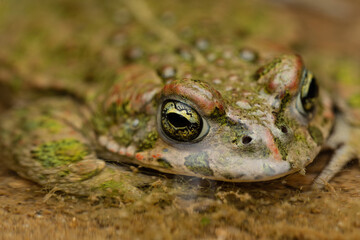 male Natterjack toad (Epidalea calamita)