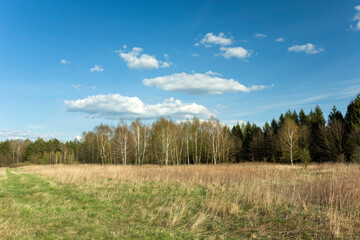 Wild meadow in front of a forest and white clouds on a blue sky