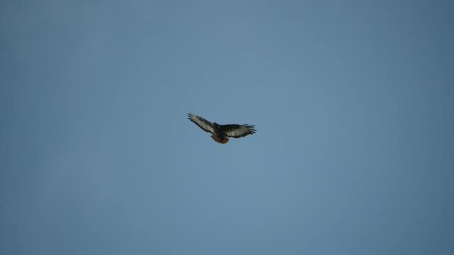 Jackal Buzzard (Eagle) - Buteo rufofuscus