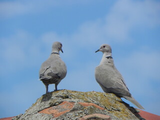 pigeon on the rock