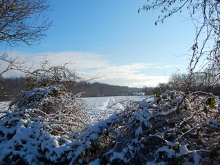 trees in the snow