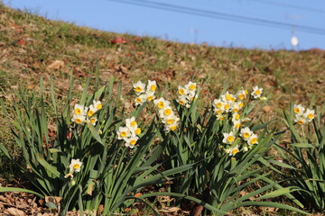冬の丘陵地に咲くフサザキスイセンの花