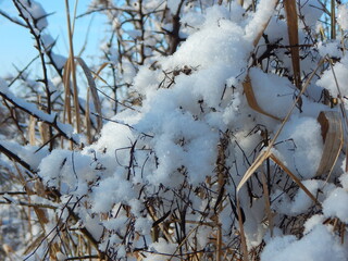 snow covered branches