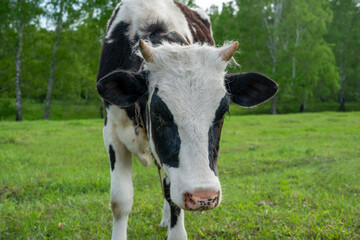 Mature, adult black and white cow.