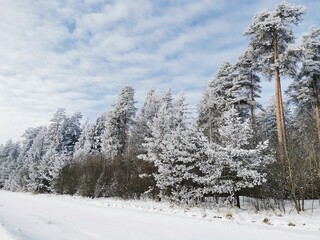 snow covered trees in the forest
