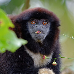 Lucifer titi (callicebus lucifer) in Cuyabeno Wildlife Reserve (Amazonia, Ecuador)