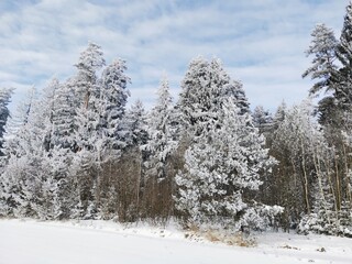 snow covered trees