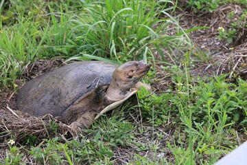 Everglades National Park, Florida, United States. A specimen of Florida softshell turtle inside the park.