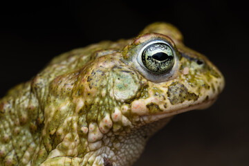 male Natterjack toad (Epidalea calamita)