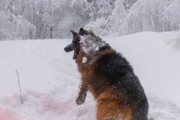 frozzy sunshine in the mountains forest 