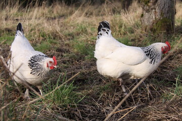 Poules de Bourbourg dans le verger