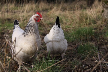 Poules dans le verger