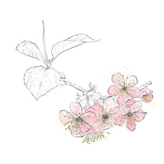 Spring blossom cherry tree branch on white background.