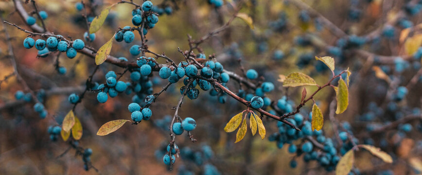 Ripe sloe berries with green leaves on bush branches in the autumn season
