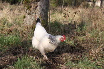 Poule blanche dans le verger