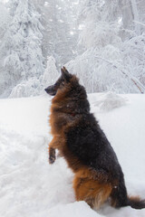 
german shepherd dog playing in the snow