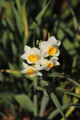 冬の野原に咲くフサザキスイセンの花