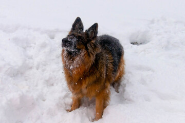 
german shepherd dog playing in the snow