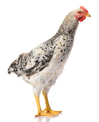 one gray rooster isolated on white background, studio shoot