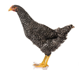 one black chicken isolated on white background, studio shoot