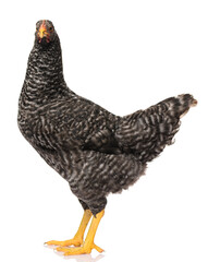 one black chicken isolated on white background, studio shoot