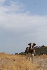 cow on the beach