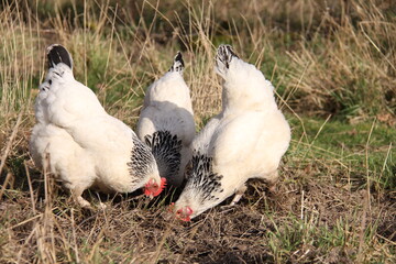 Poules du nord à la recherche de nourriture