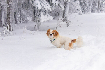 white cavalier spaniel dogy playing in the snow