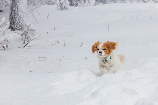 white cavalier spaniel dogy playing in the snow