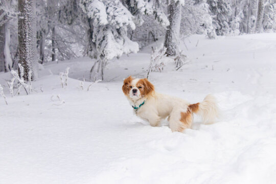 white cavalier spaniel dogy playing in the snow