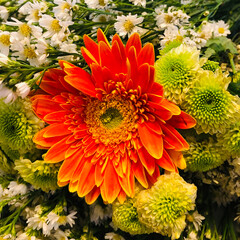 Close up fresh orange and yellow gerbera daisy Flower with various small white daisy flower background for spring season