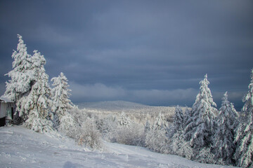 winter forest in the mountain covered by snow 