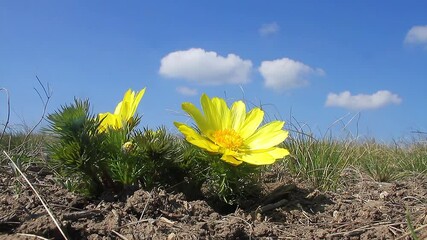 Flowering Adonis waving in the wind in early spring.