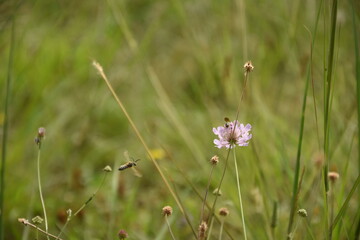 Bees mid flight in nature