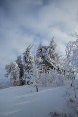 winter forest in the mountain covered by snow 