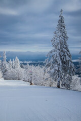 winter forest in the mountain covered by snow 