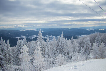 winter forest in the mountain covered by snow 