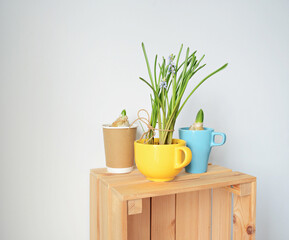Yellow cup with muscari and blue cup with hyacinth on wooden box over white	