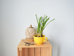 Yellow cup with muscari, cord and scissors on wooden box over white	