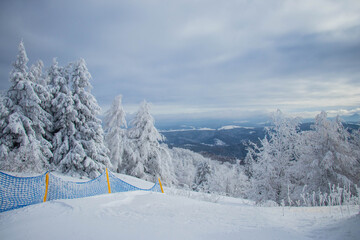 winter forest in the mountain covered by snow 
