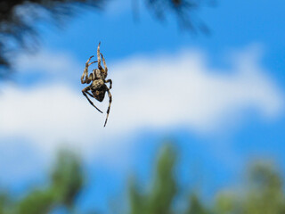 A spider hangs on a web against a blue sky.
