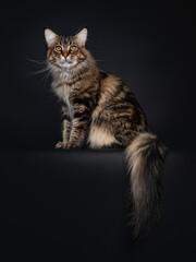 Fototapeta na wymiar Impressive young adult black tabby Maine Coon cat, sitting side ways on edge with tail hanging down. Looking straight to camera with mesmerising eyes. Isolated on black background.