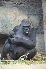 Gorilla - (Gorilla gorilla) in Frankfurt zoo