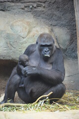 Gorilla - (Gorilla gorilla) in Frankfurt zoo