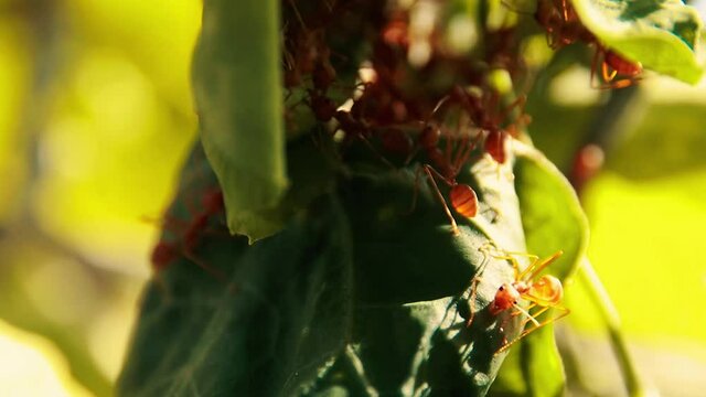 Red leaf ants or Centromyrmex feae gathering around their leaf nest among the lush summer foliage
