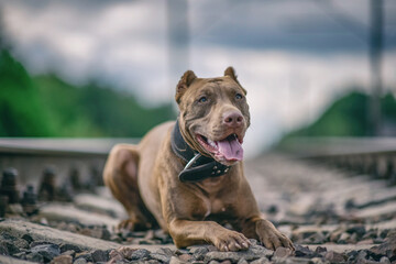 Portrait of an American pit bull terrier on railroad tracks.