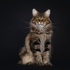 Fototapeta na wymiar Impressive young adult black tabby Maine Coon cat, sitting facing front. Looking straight to camera with mesmerising eyes. Isolated on black background.