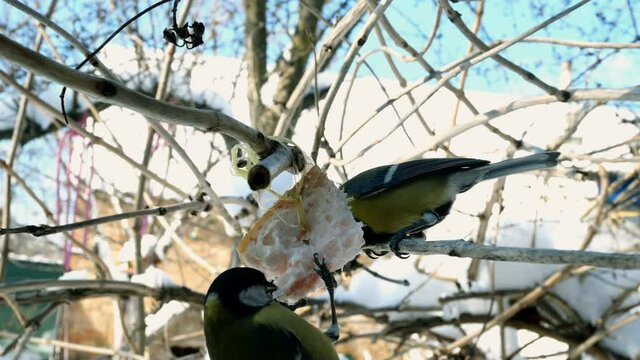 Hungry birds, Great tit or parus major, are pecking lard which hangs from branch in garden or backyard. Feeding birds on wintertime. Close-up.