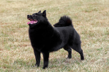 Schipperke