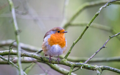 Robin